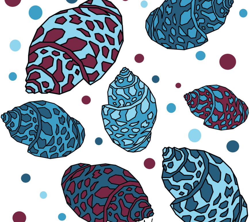 geometric seashells